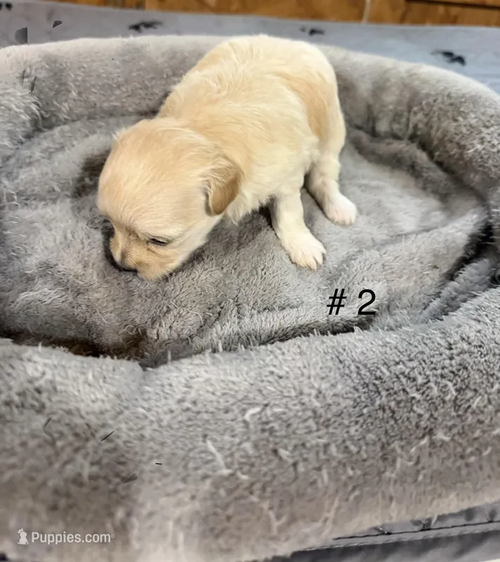 Girl #2 – Maltipoo puppy for sale in Pittsburg, TX