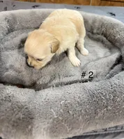 Girl #2, a female Maltipoo for sale in Pittsburg, TX – Photo 1 of 3