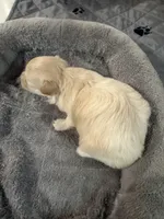 Girl #2, a female Maltipoo for sale in Pittsburg, TX – Photo 3 of 3