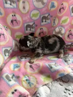 Black Merle / LC, a female Chihuahua for sale in Pittsburg, TX – 4 of 6