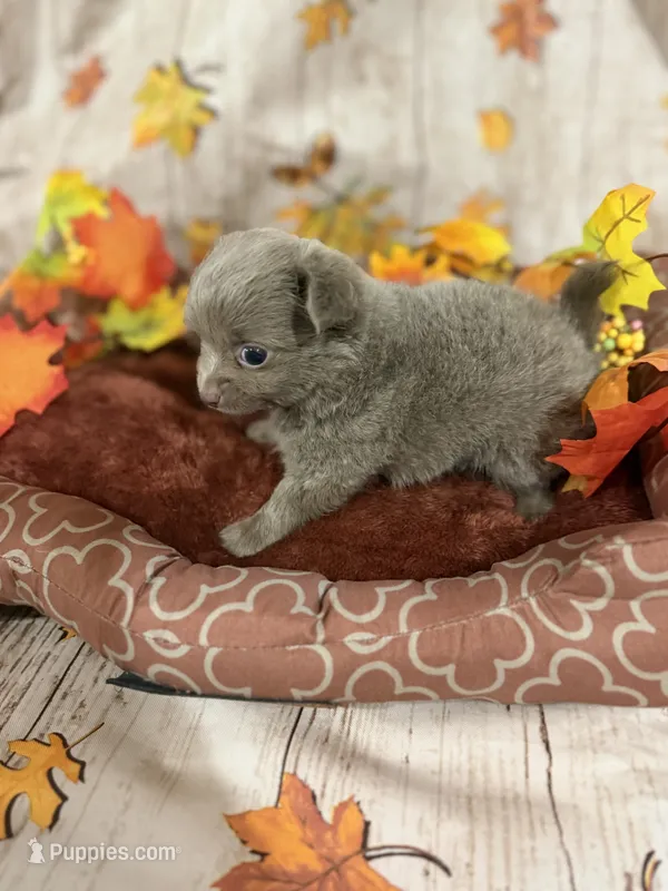 Winston- LC-Lavender  – Chihuahua puppy for sale in Pittsburg, TX