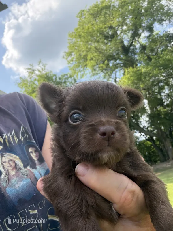 Chocolate Girl / LC – Chihuahua puppy for sale in Pittsburg, TX