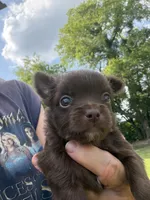 Chocolate Girl / LC /. Pending, a female Chihuahua for sale in Pittsburg, TX – 1 of 7