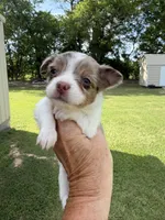 Cocoa Merle Girl / LC / pending, a female Chihuahua for sale in Pittsburg, TX – 2 of 7