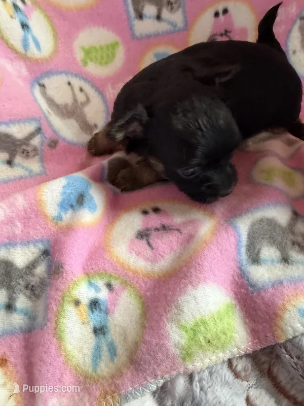 Black Girl / Tan / LC – Chihuahua puppy for sale in Pittsburg, TX