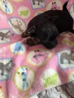 Black Girl / Tan / LC, a female Chihuahua for sale in Pittsburg, TX – 1 of 3