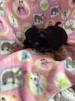Black Girl / Tan / LC, a female Chihuahua for sale in Pittsburg, TX – 2 of 3