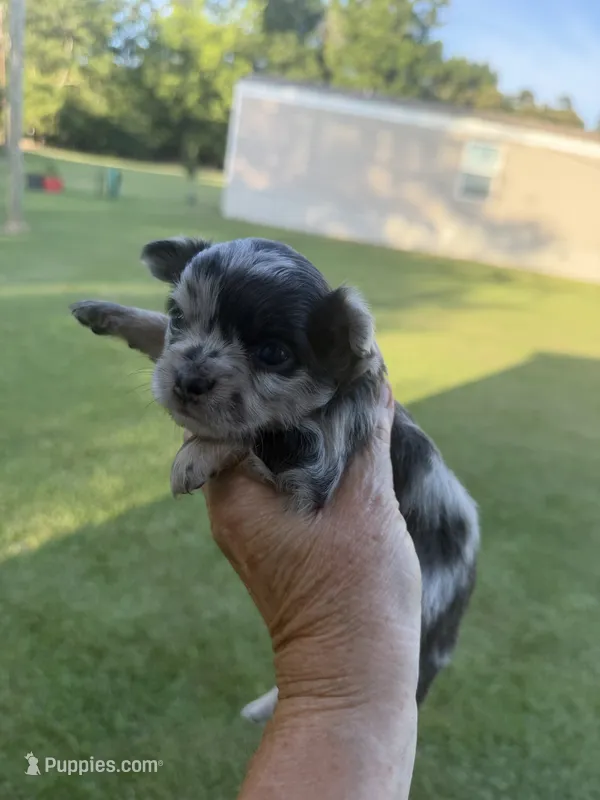 Black Merle / LC – Chihuahua puppy for sale in Pittsburg, TX