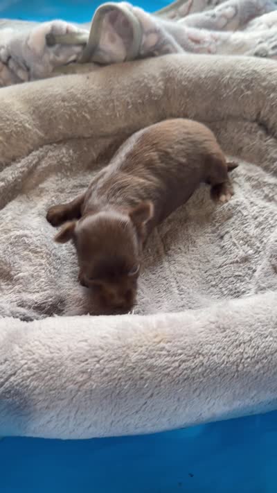 Chocolate Girl / LC /. Pending, a female Chihuahua for sale in Pittsburg, TX – 7 of 7