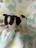 Cocoa’s male / LC, a male Chihuahua for sale in Pittsburg, TX – 3 of 4