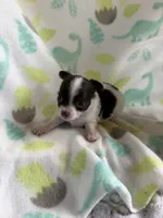 Cocoa’s male / LC, a male Chihuahua for sale in Pittsburg, TX – 4 of 4