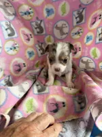 Cocoa Merle Girl / LC, a female Chihuahua for sale in Pittsburg, TX – 2 of 2
