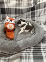 Cocoa, a female Chihuahua for sale in Pittsburg, TX – Photo 2 of 3