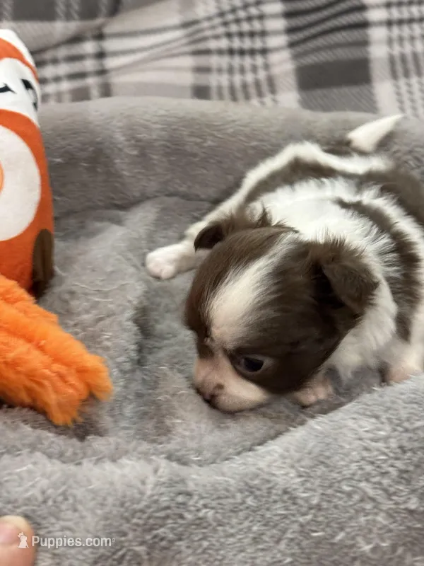 Cocoa – Chihuahua puppy for sale in Pittsburg, TX