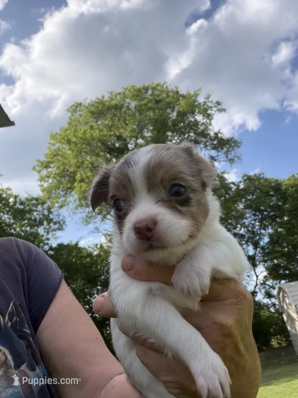 Cocoa Merle Girl / LC – Chihuahua puppy for sale in Pittsburg, TX