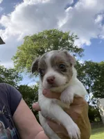 Cocoa Merle Girl / LC / pending, a female Chihuahua for sale in Pittsburg, TX – 1 of 7