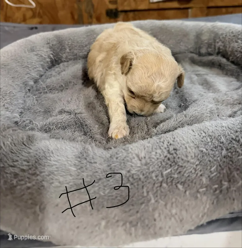 Girl #3 – Maltipoo puppy for sale in Pittsburg, TX