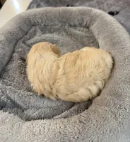 Girl #3, a female Maltipoo for sale in Pittsburg, TX – Photo 2 of 2