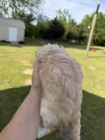 Girl #3, a female Maltipoo for sale in Pittsburg, TX – 2 of 4