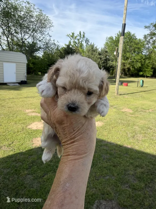 Girl #3 – Maltipoo puppy for sale in Pittsburg, TX