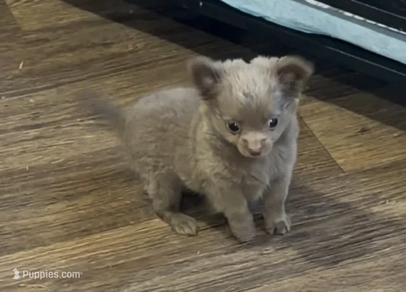 Winston- LC-Lavender  – Chihuahua puppy for sale in Pittsburg, TX