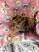 Trixie’s Chocolate Merle / LC *** pending, a female Chihuahua for sale in Pittsburg, TX – 2 of 4