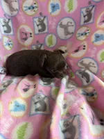 Chocolate Girl / LC, a female Chihuahua for sale in Pittsburg, TX – 1 of 3
