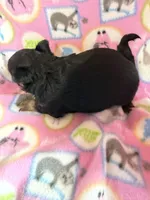 Black Girl / Tan / LC, a female Chihuahua for sale in Pittsburg, TX – 3 of 3