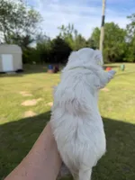 Girl #1, a female Maltipoo for sale in Pittsburg, TX – 2 of 4