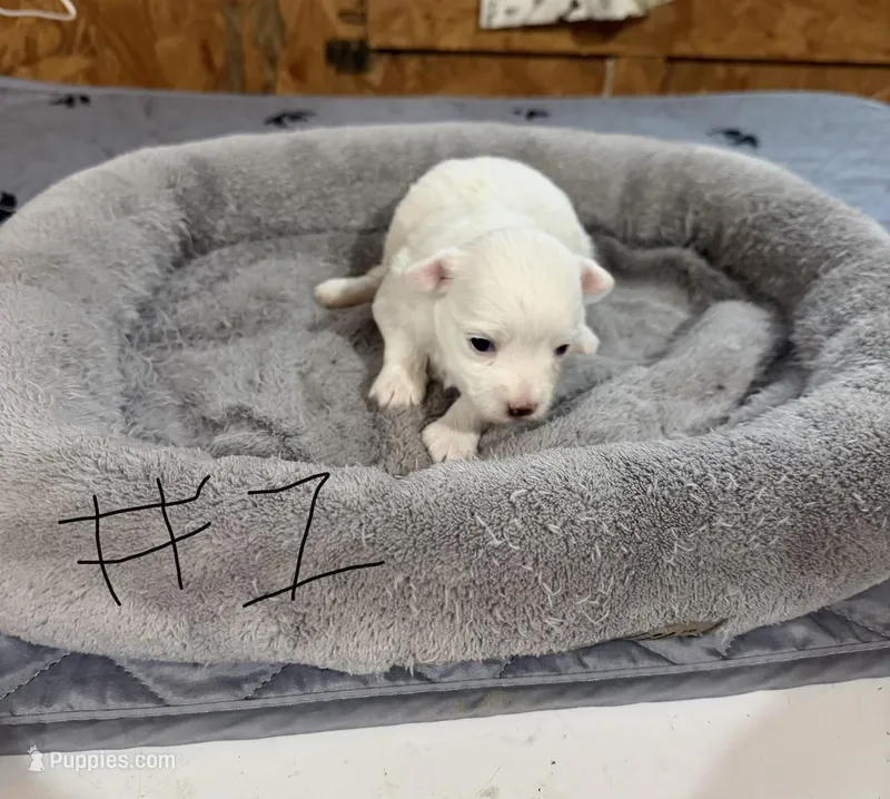 Girl #1 – Maltipoo puppy for sale in Pittsburg, TX