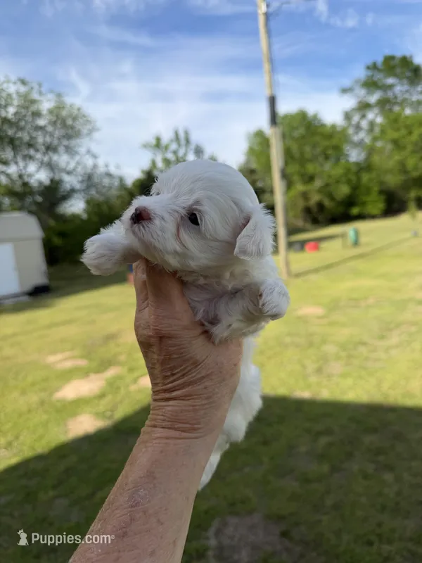 Girl #1 – Maltipoo puppy for sale in Pittsburg, TX