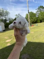 Girl #1, a female Maltipoo for sale in Pittsburg, TX – 1 of 4
