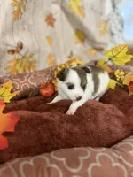 Zoe, a female Chihuahua for sale in Pittsburg, TX – 1 of 3
