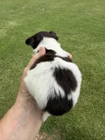 Cocoa’s male / LC, a male Chihuahua for sale in Pittsburg, TX – 2 of 4