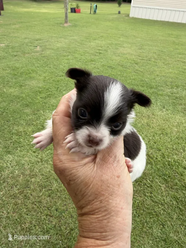 Cocoa’s male / LC – Chihuahua puppy for sale in Pittsburg, TX