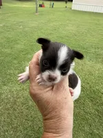 Cocoa’s male / LC, a male Chihuahua for sale in Pittsburg, TX – 1 of 4