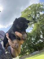 Black Girl / Tan / LC / reduced, a female Chihuahua for sale in Pittsburg, TX – 2 of 6