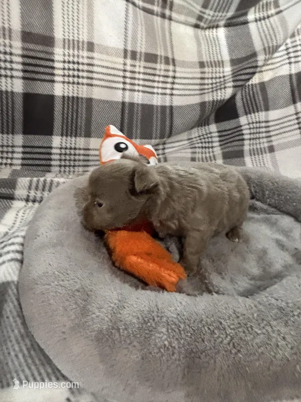 Chi-chi – Chihuahua puppy for sale in Pittsburg, TX