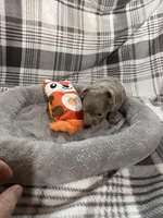 Chi-chi, a female Chihuahua for sale in Pittsburg, TX – Photo 2 of 2