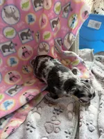 Black Merle / LC, a female Chihuahua for sale in Pittsburg, TX – 3 of 6