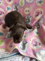 Chocolate Girl / LC, a female Chihuahua for sale in Pittsburg, TX – 2 of 3