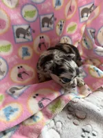 Black Merle / LC, a female Chihuahua for sale in Pittsburg, TX – 5 of 6