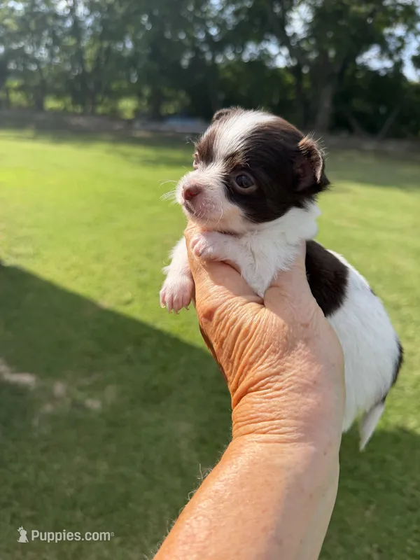 Cocoa’s male / LC – Chihuahua puppy for sale in Pittsburg, TX