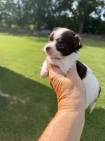 Little Man  / LC, a male Chihuahua for sale in Pittsburg, TX – 1 of 7