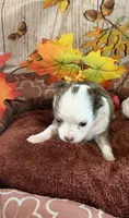 Ella, a female Chihuahua for sale in Pittsburg, TX – 3 of 3