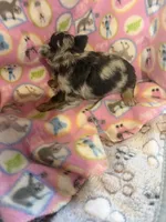 Black Merle / LC, a female Chihuahua for sale in Pittsburg, TX – 6 of 6