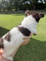 Little Man  / LC, a male Chihuahua for sale in Pittsburg, TX – 3 of 7