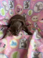 Chocolate Girl / LC, a female Chihuahua for sale in Pittsburg, TX – 3 of 3