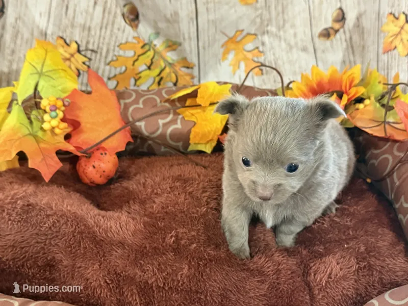 Winston- LC-Lavender  – Chihuahua puppy for sale in Pittsburg, TX