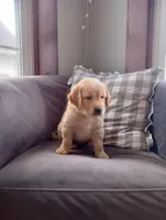 Clover, a male Golden Retriever for sale in Trenton, MO – Photo 3 of 6